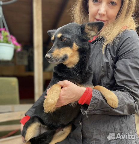 Отдаю собачку Клепу в добрые руки