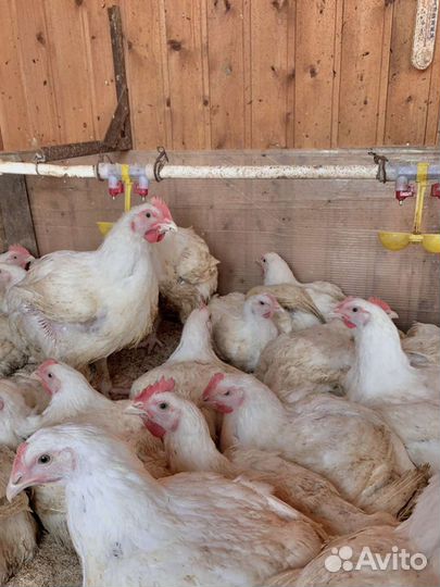 Мясо домашнего бройлера