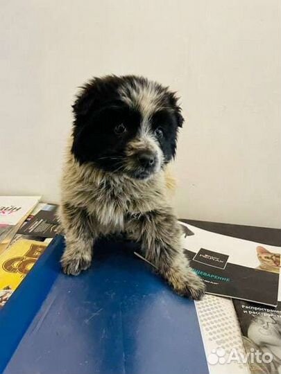 Щенки на охрану