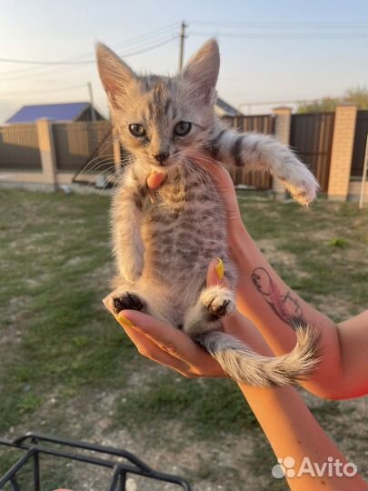 Котята бесплатно