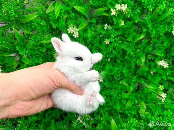 Карликовый кролик декоративный