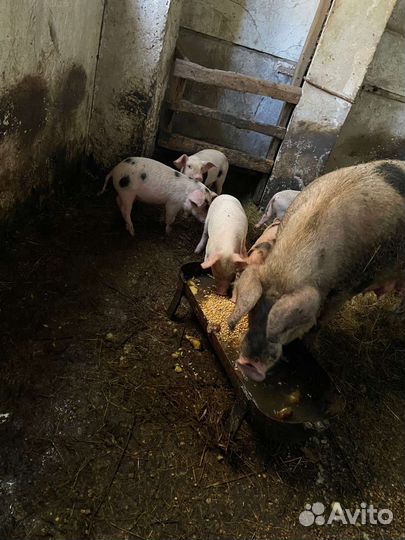 Поросята ландрас дюрок