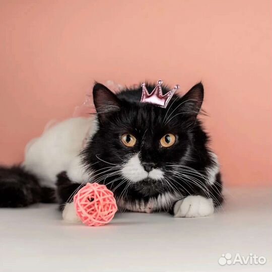 Сногсшибательная кошка в дар