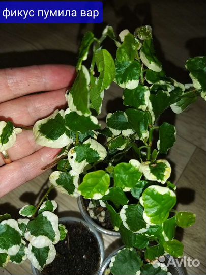 Фикусы пумила, сагитта, mini, (ползучие, стелящиес