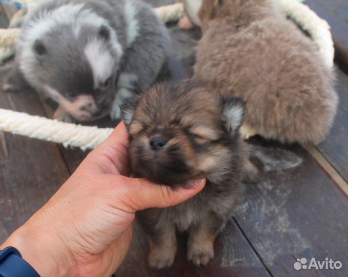Шпицики померашки очаровашки Цветник