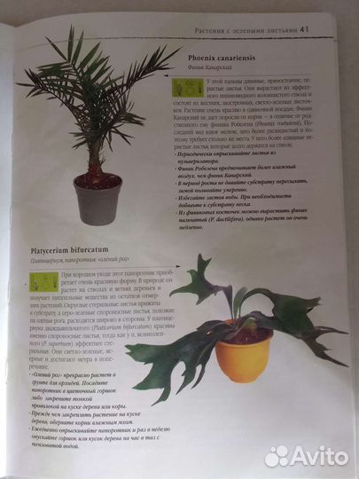 Энциклопедия комнатных растений