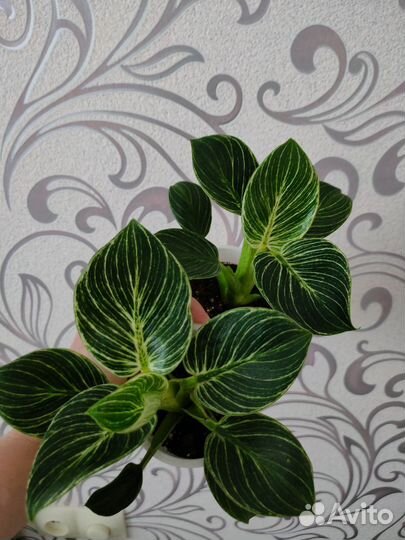 Антуриум Спатифиллум и другие комнатные цветы