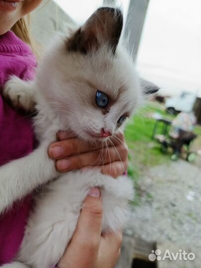 Отдам котят