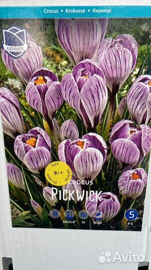 Луковичные растения