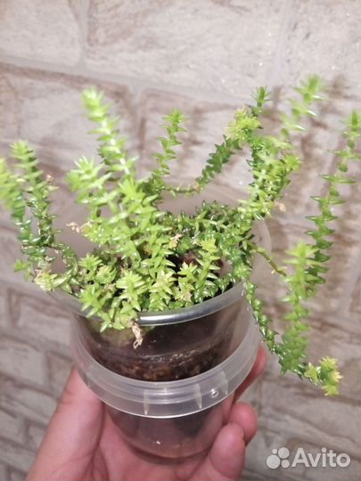 Крассула плауновидная