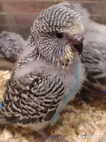 Выкормыши ввп чехи