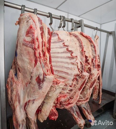 Мясо говядина, телятина, молодняк, задняя часть