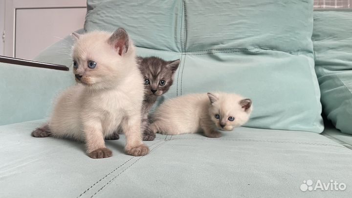 Британские котята