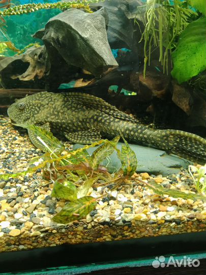 Парчовый сом