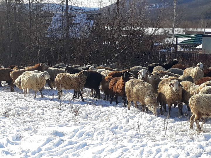 Овцы,бараны