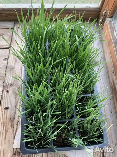 Трава для животных