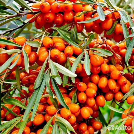 Облепиха саженцы