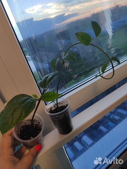 Клеродентрум