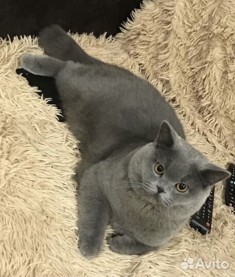 Шотландская