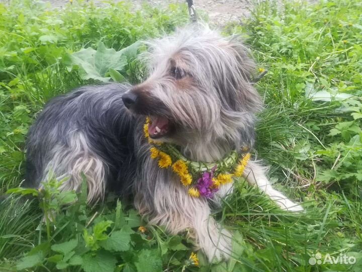 Маленькая собачка в добрые руки