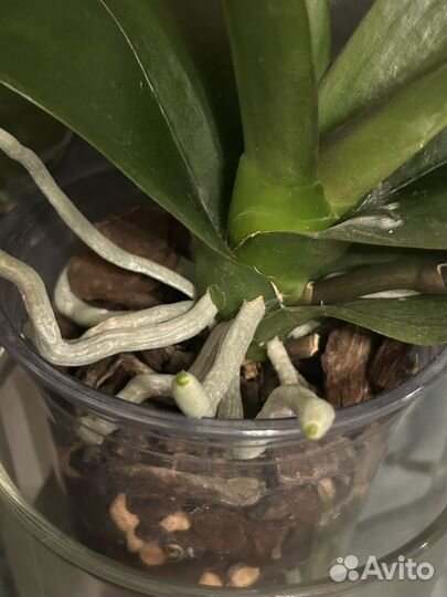 Орхидея фаленопсис