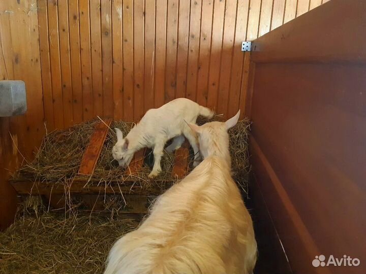 Козочки на выбор