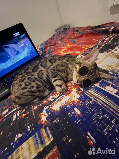 Очки для кошек и собак