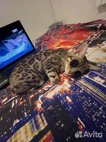 Очки для кошек и собак