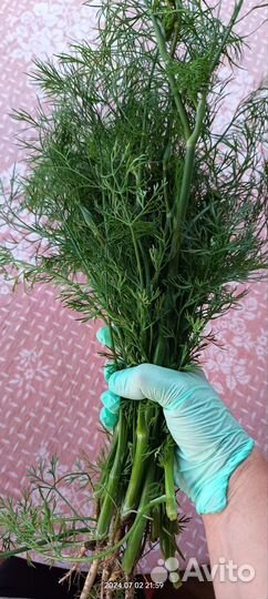 Свежая зелень, укроп