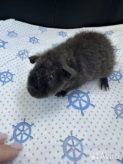 Морская свинка американский тедди