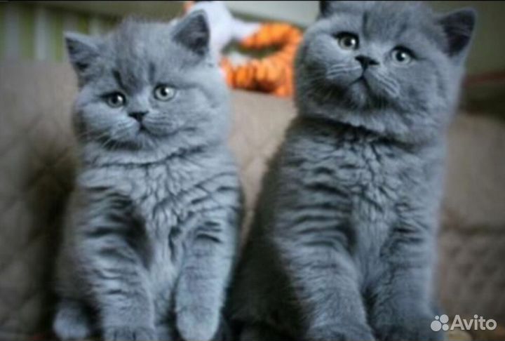 Голубые британские котята