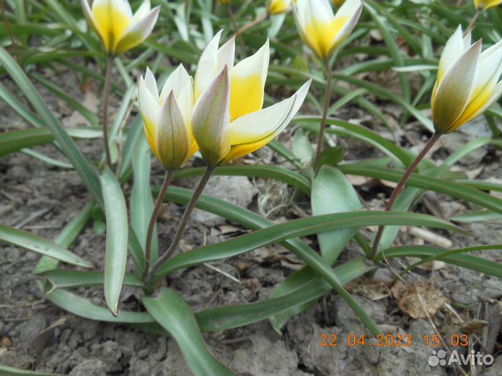 Луковичные растения (тюльпаны)