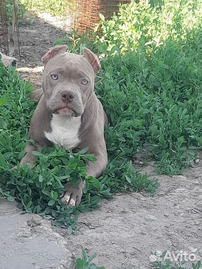 Американский булль