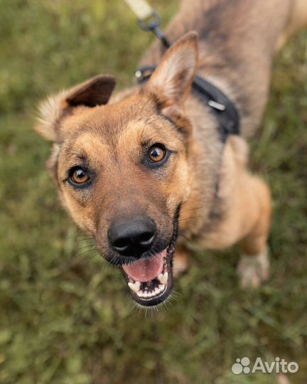 Маленькая собака в добрые руки