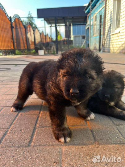 Кавказская овчарка продажа щенков