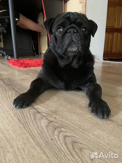 Вязка мопса