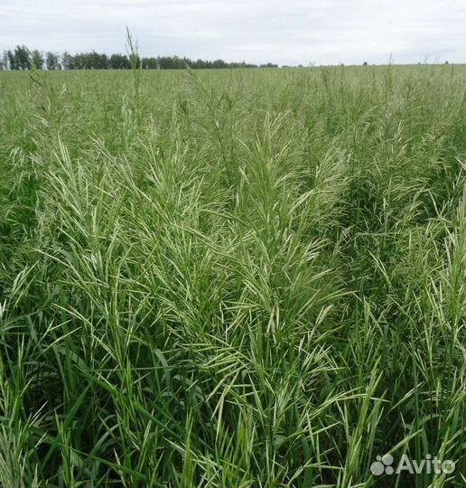 Семена костреца