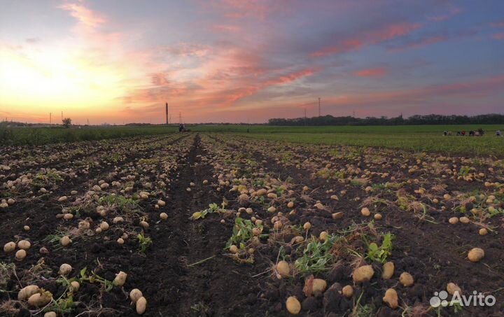 Картофель молодой 2024/1 от Производителя