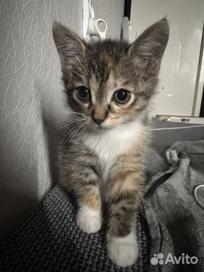 Котенок в добрые руки