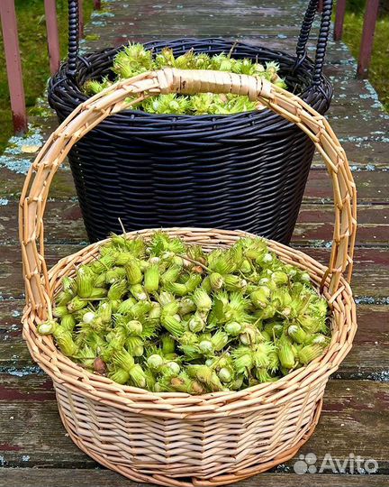 Саженец орешника (фундука) 