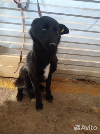 Девочка, стерильная, 9 мес