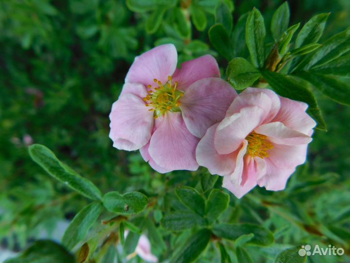 Лапчатка кустарниковая