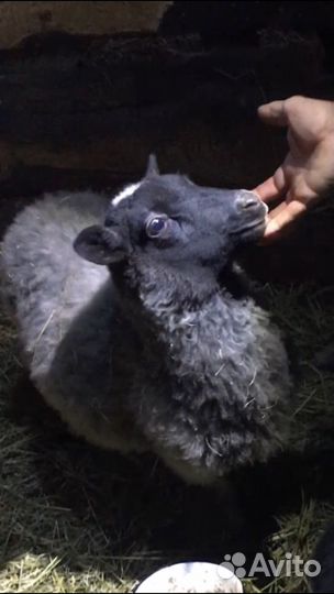 Ягнята,ярки,овцы