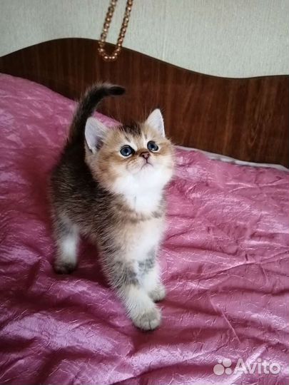 Британские котята