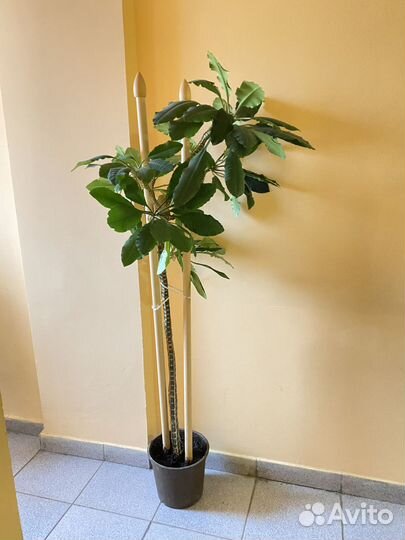 Молочай беложильчатый