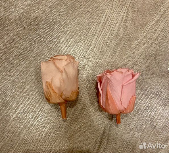 Стабилизированная роза