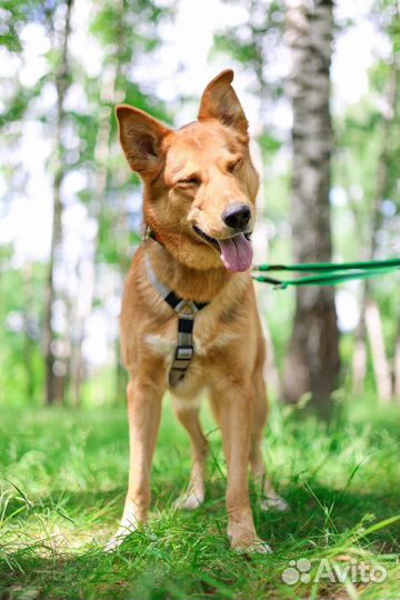 Молодой пес Модус из приюта ищет дом