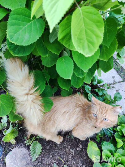 Кот в добрые руки