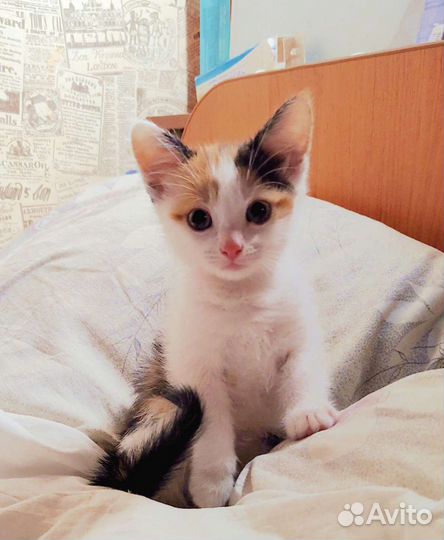 Трехцветная кошечка