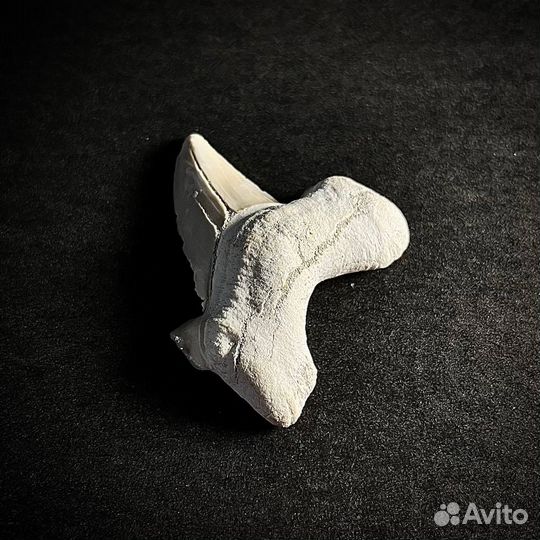 Зуб акулы Otodus окаменелость ископаемое